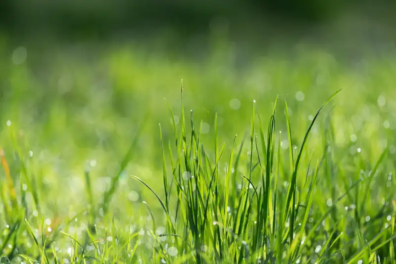 Can you mow wet grass in Brockton, MA 