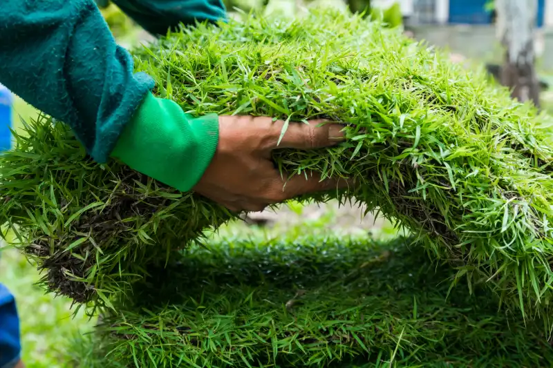 How long after installing sod can you walk on it in Brockton, MA 